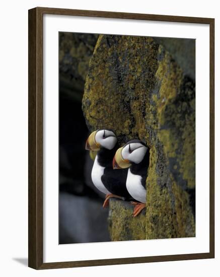 Horned Puffins on Ledge of Lichen, Pribilofs, St. Paul Island, Alaska, USA-Hugh Rose-Framed Photographic Print