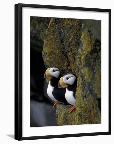 Horned Puffins on Ledge of Lichen, Pribilofs, St. Paul Island, Alaska, USA-Hugh Rose-Framed Photographic Print