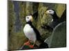 Horned Puffins on the Cliffs at Zapadni Sea Bird Colony, Pribilofs, St. Paul Island, Alaska, USA-Hugh Rose-Mounted Photographic Print