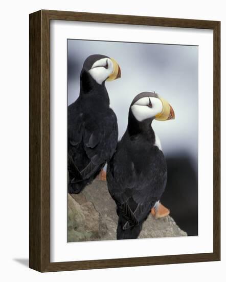 Horned Puffins, St. Paul Island, Alaska, USA-William Sutton-Framed Photographic Print