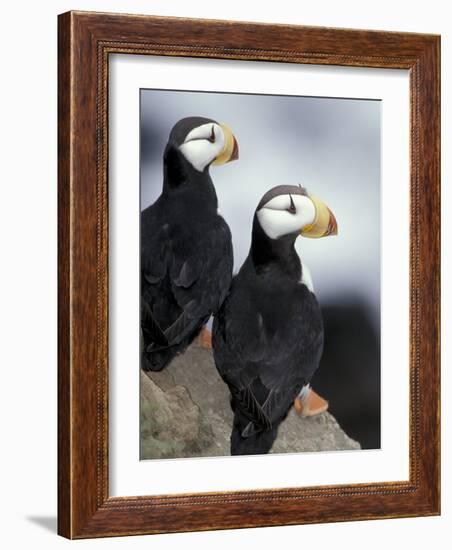 Horned Puffins, St. Paul Island, Alaska, USA-William Sutton-Framed Photographic Print