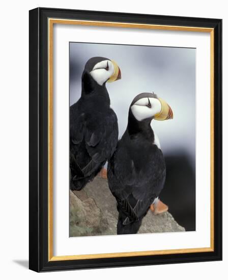 Horned Puffins, St. Paul Island, Alaska, USA-William Sutton-Framed Photographic Print