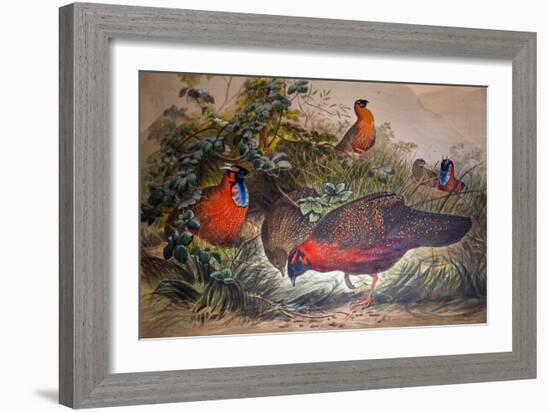 Horned Tragopan, 1861-Joseph Wolf-Framed Giclee Print