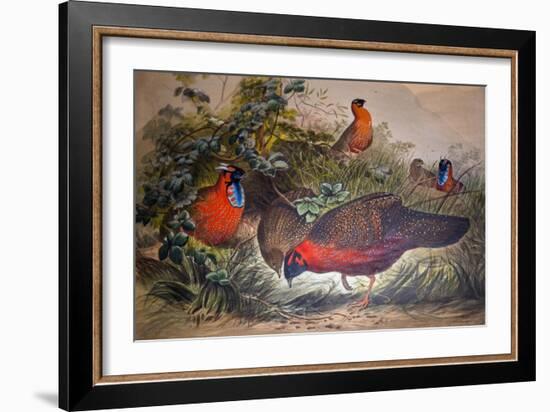 Horned Tragopan, 1861-Joseph Wolf-Framed Giclee Print