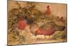 Horned Tragopan (Ceriornis Satyra), C.1851-76-Joseph Wolf-Mounted Giclee Print