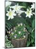 Horned Violet and Easter Lily-Adam Jones-Mounted Photographic Print