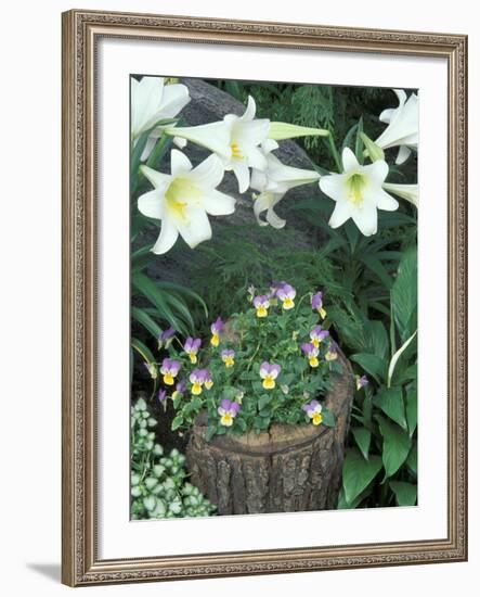 Horned Violet and Easter Lily-Adam Jones-Framed Photographic Print