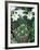 Horned Violet and Easter Lily-Adam Jones-Framed Photographic Print