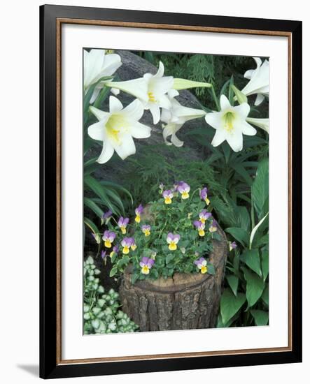 Horned Violet and Easter Lily-Adam Jones-Framed Photographic Print