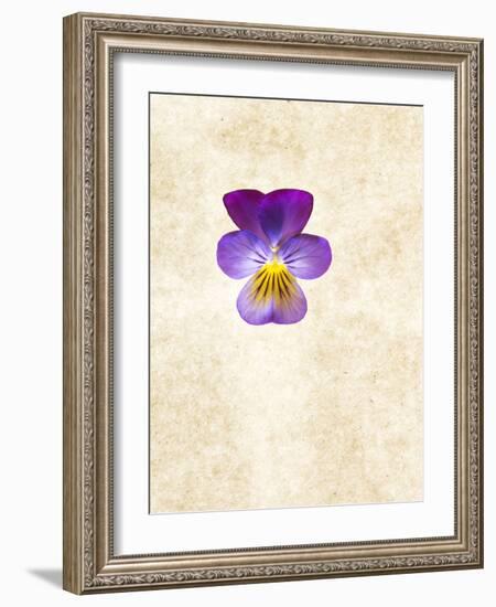 Horned Violets, Violets, Viola Cornuta, Blossom-Axel Killian-Framed Photographic Print