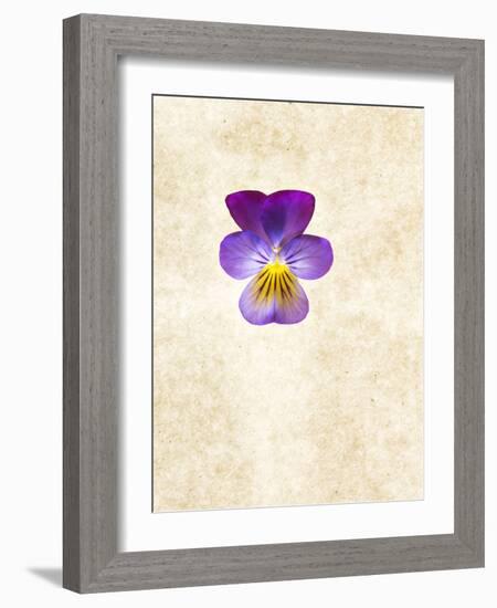 Horned Violets, Violets, Viola Cornuta, Blossom-Axel Killian-Framed Photographic Print