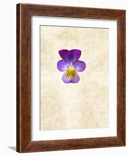 Horned Violets, Violets, Viola Cornuta, Blossom-Axel Killian-Framed Photographic Print