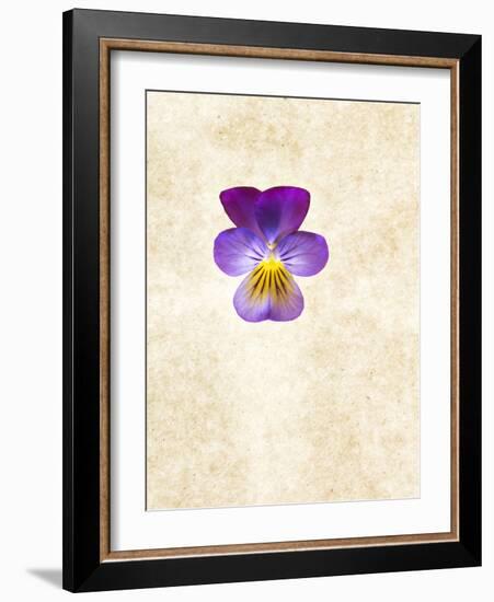 Horned Violets, Violets, Viola Cornuta, Blossom-Axel Killian-Framed Photographic Print