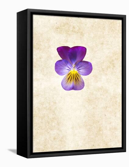 Horned Violets, Violets, Viola Cornuta, Blossom-Axel Killian-Framed Premier Image Canvas