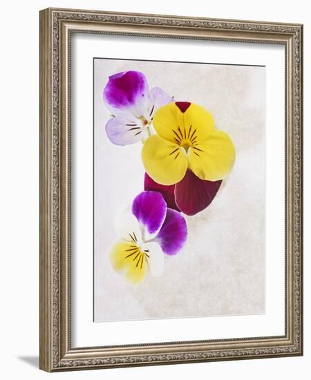 Horned Violets, Violets, Viola Cornuta, Blossoms, Colour-Axel Killian-Framed Photographic Print