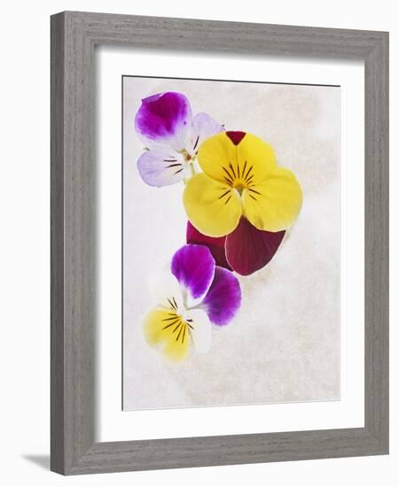 Horned Violets, Violets, Viola Cornuta, Blossoms, Colour-Axel Killian-Framed Photographic Print