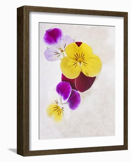 Horned Violets, Violets, Viola Cornuta, Blossoms, Colour-Axel Killian-Framed Photographic Print