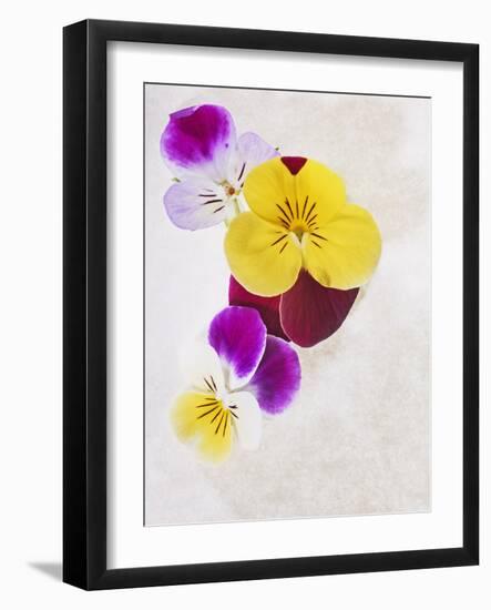 Horned Violets, Violets, Viola Cornuta, Blossoms, Colour-Axel Killian-Framed Photographic Print