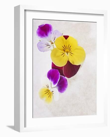 Horned Violets, Violets, Viola Cornuta, Blossoms, Colour-Axel Killian-Framed Photographic Print