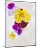 Horned Violets, Violets, Viola Cornuta, Blossoms, Colour-Axel Killian-Mounted Photographic Print