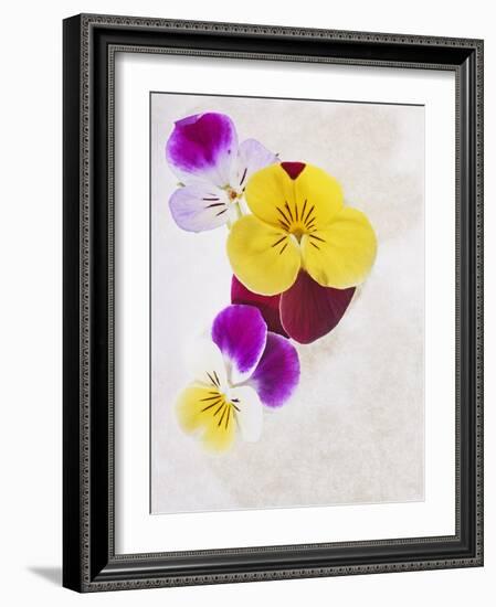 Horned Violets, Violets, Viola Cornuta, Blossoms, Colour-Axel Killian-Framed Photographic Print