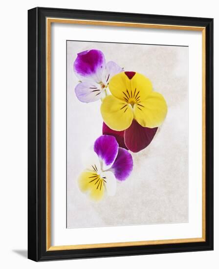 Horned Violets, Violets, Viola Cornuta, Blossoms, Colour-Axel Killian-Framed Photographic Print