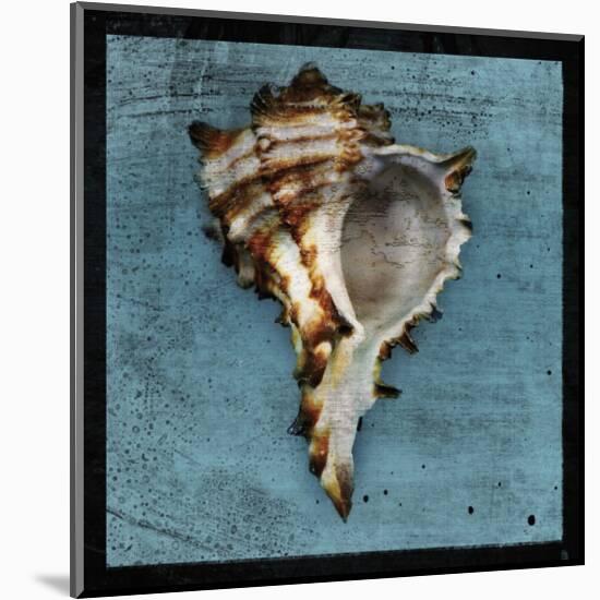 Horned Whelk-John Golden-Mounted Giclee Print