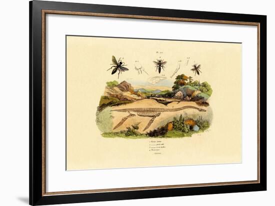 Hornet, 1833-39-null-Framed Giclee Print