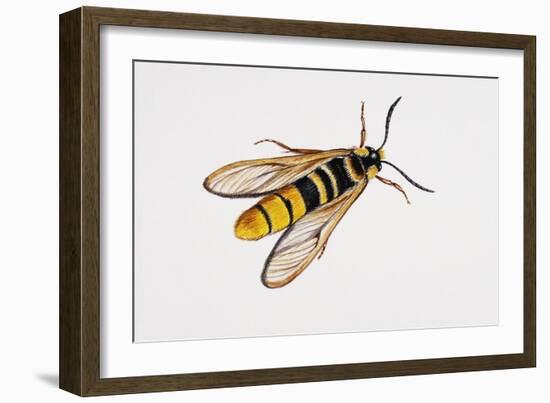 Hornet Moth or Hornet Clearwing (Sesia Apiformis), Sesiidae. Artwork by Brin Edward-null-Framed Giclee Print