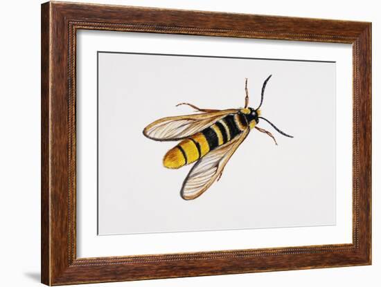 Hornet Moth or Hornet Clearwing (Sesia Apiformis), Sesiidae. Artwork by Brin Edward-null-Framed Giclee Print