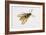 Hornet Moth or Hornet Clearwing (Sesia Apiformis), Sesiidae. Artwork by Brin Edward-null-Framed Giclee Print