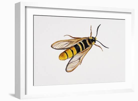 Hornet Moth or Hornet Clearwing (Sesia Apiformis), Sesiidae. Artwork by Brin Edward-null-Framed Giclee Print