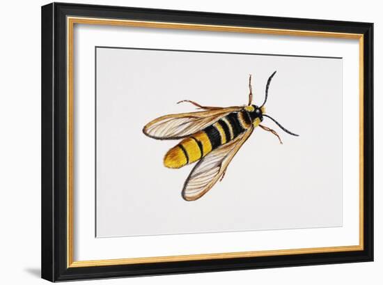 Hornet Moth or Hornet Clearwing (Sesia Apiformis), Sesiidae. Artwork by Brin Edward-null-Framed Giclee Print