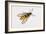 Hornet Moth or Hornet Clearwing (Sesia Apiformis), Sesiidae. Artwork by Brin Edward-null-Framed Giclee Print