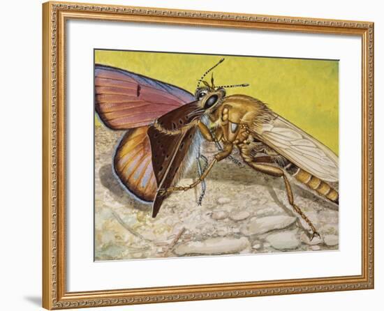 Hornet Robberfly (Asilus Crabroniformis), Asilidae-null-Framed Giclee Print