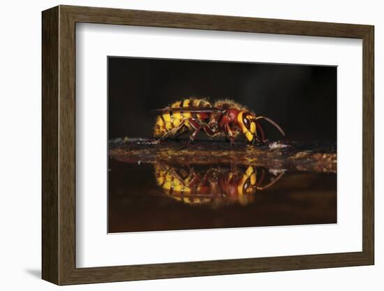 Hornet (Vespa crabro) drinking at bird bath. Dorset, UK,-Colin Varndell-Framed Photographic Print