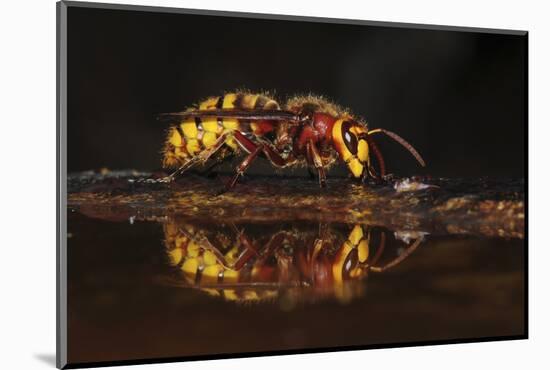 Hornet (Vespa crabro) drinking at bird bath. Dorset, UK,-Colin Varndell-Mounted Photographic Print