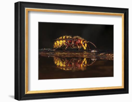 Hornet (Vespa crabro) drinking at bird bath. Dorset, UK,-Colin Varndell-Framed Photographic Print