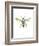 Hornet-Alexis Marcou-Framed Art Print