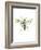 Hornet-Alexis Marcou-Framed Art Print