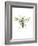 Hornet-Alexis Marcou-Framed Art Print