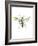 Hornet-Alexis Marcou-Framed Art Print