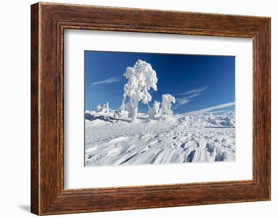 Hornisgrinde mountain in winter, Black Forest, Baden Wurttemberg, Germany, Europe-Markus Lange-Framed Photographic Print