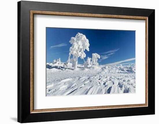 Hornisgrinde mountain in winter, Black Forest, Baden Wurttemberg, Germany, Europe-Markus Lange-Framed Photographic Print