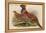 Horny Pheasant-John Gould-Framed Stretched Canvas