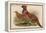 Horny Pheasant-John Gould-Framed Stretched Canvas