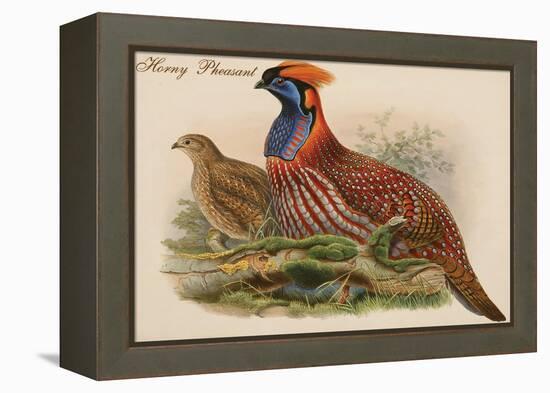 Horny Pheasant-John Gould-Framed Stretched Canvas