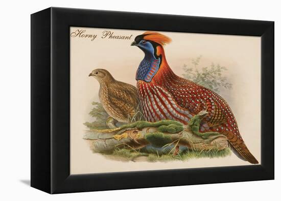 Horny Pheasant-John Gould-Framed Stretched Canvas