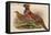 Horny Pheasant-John Gould-Framed Stretched Canvas