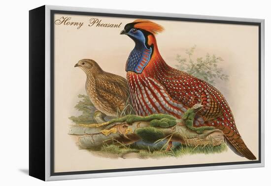 Horny Pheasant-John Gould-Framed Stretched Canvas